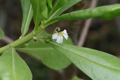 Scaevola taccada